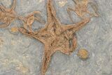Wide Plate Of Starfish & Brittle Star Fossils - Great Preservation #225765-2